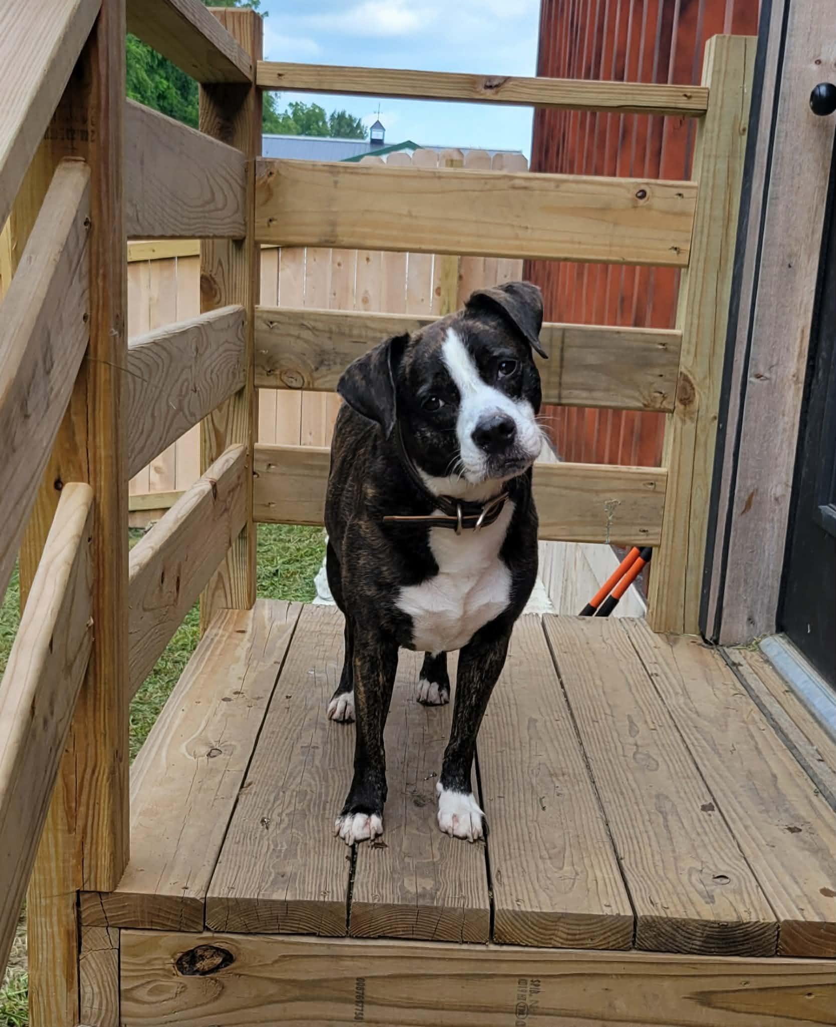 Enlarge Mona, a Adoptable mixed breed in Michigan City, IN image 1/3