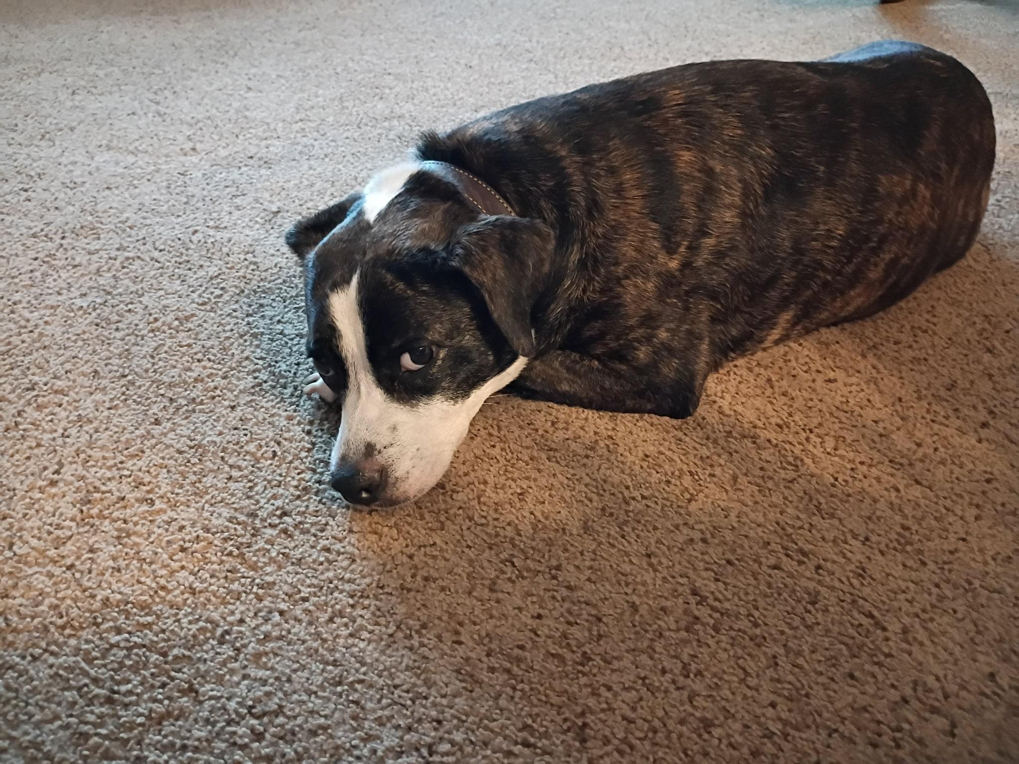 Enlarge Mona, a Adoptable mixed breed in Michigan City, IN image 2/3