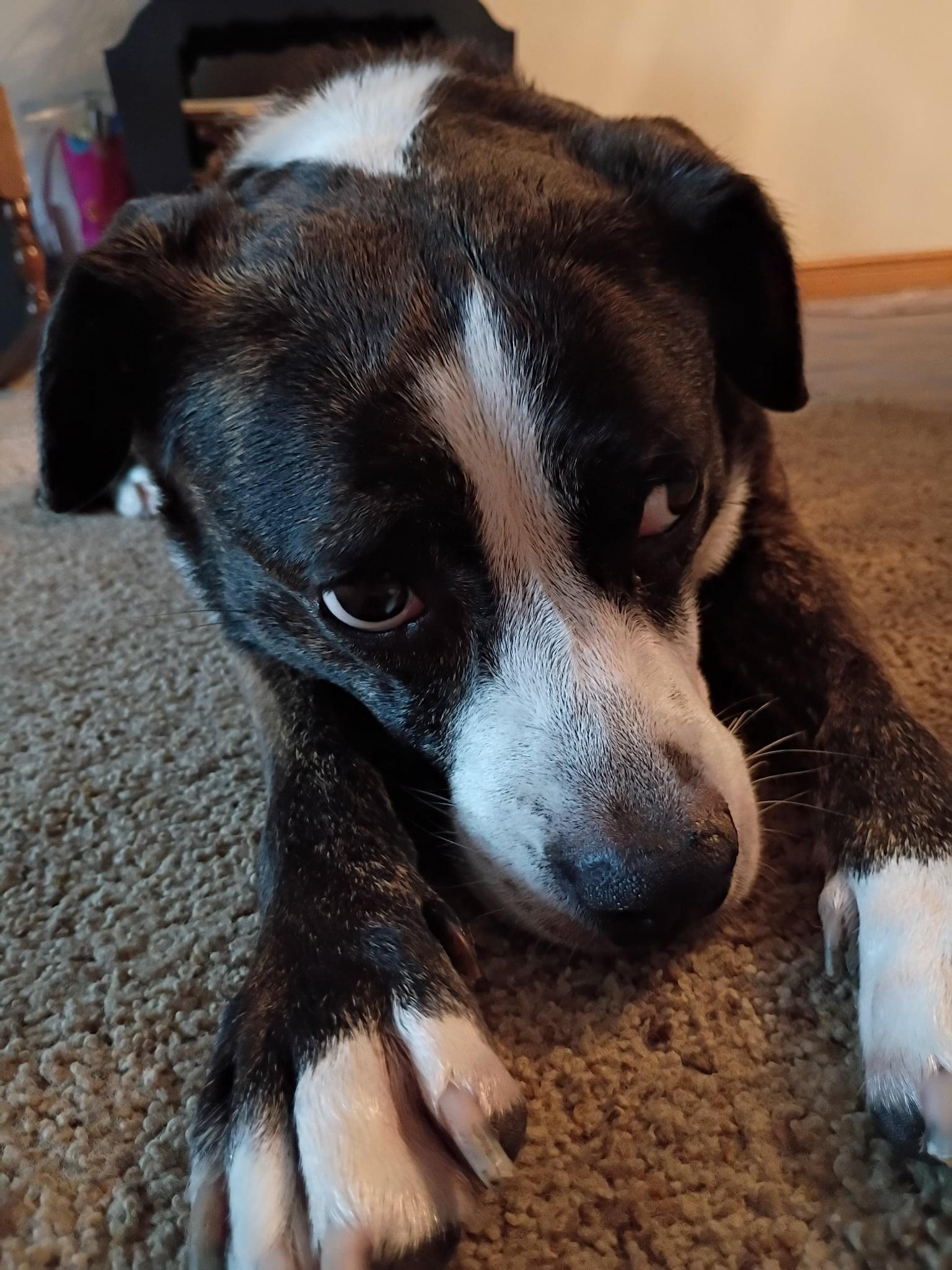 Enlarge Mona, a Adoptable mixed breed in Michigan City, IN image 3/3