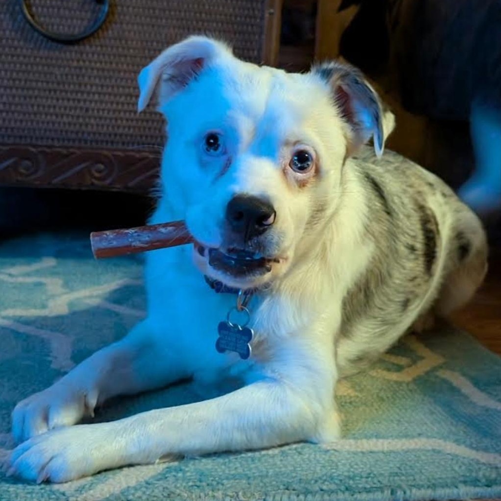 Crayola, a Adoptable mixed breed in Midlothian, VA image 1/6