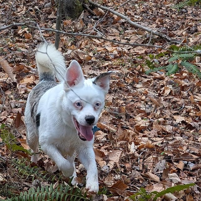 Crayola, a Adoptable mixed breed in Midlothian, VA image 4/6