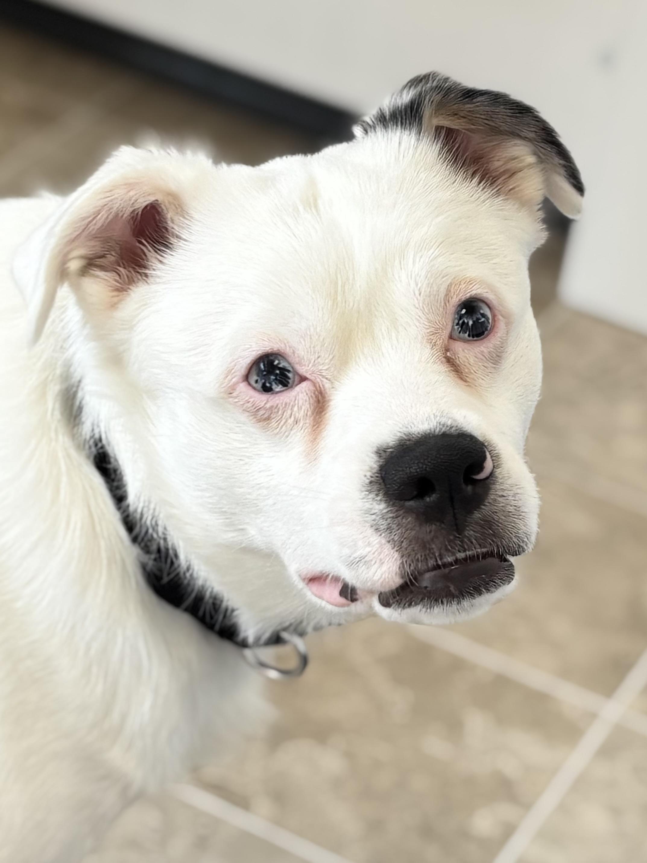 Crayola, a Adoptable mixed breed in Midlothian, VA image 6/6