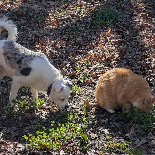 Crayola, a Adoptable mixed breed in Midlothian, VA image 5/6
