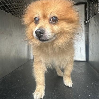 Enlarge Simba, an adopted Pomeranian in Converse, TX image 1/1