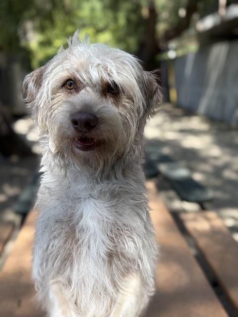 Canelo