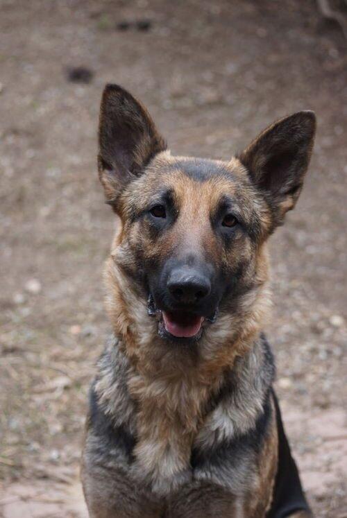 Tellulah, Adoptable, Adult Female German Shepherd Dog.