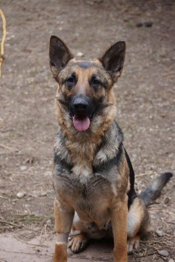Tellulah, a Adoptable German Shepherd Dog in Seattle, WA image 2/3