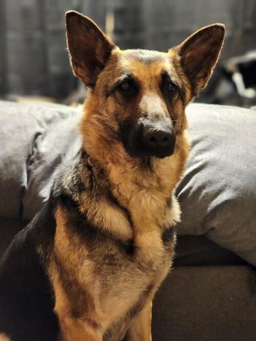 Tellulah, a Adoptable German Shepherd Dog in Seattle, WA image 3/3