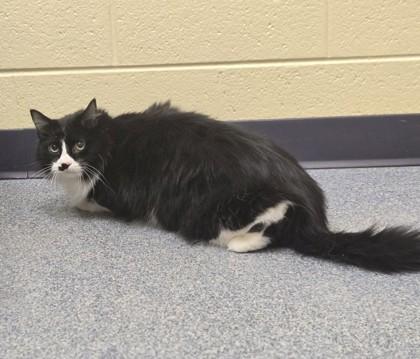 Hansel, a Adoptable mixed breed in Westland, MI image 1/6