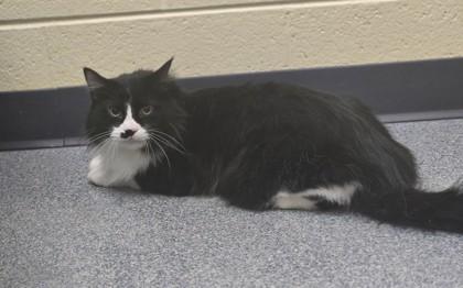 Hansel, a Adoptable mixed breed in Westland, MI image 3/6