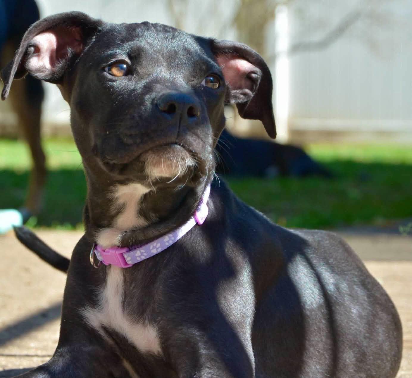 Louise, Adoptable, Puppy Female Mixed Breed.