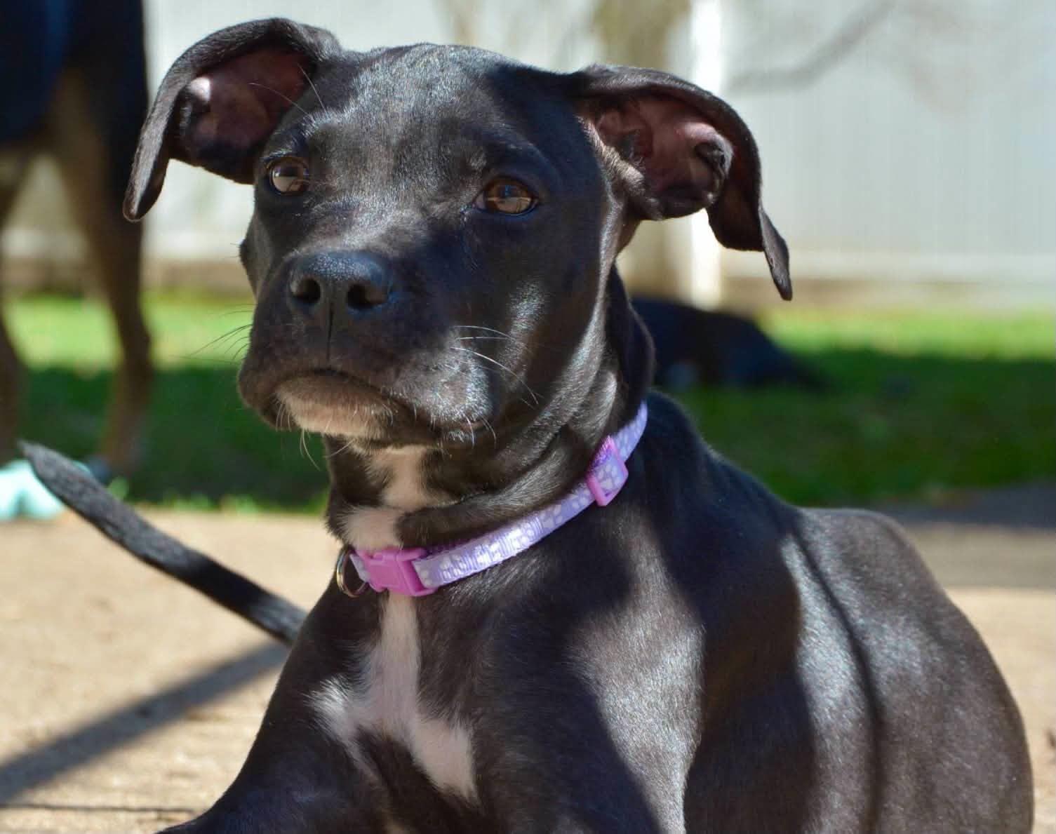 Enlarge Louise, a Adoptable Mixed Breed in Beloit, WI image 5/5