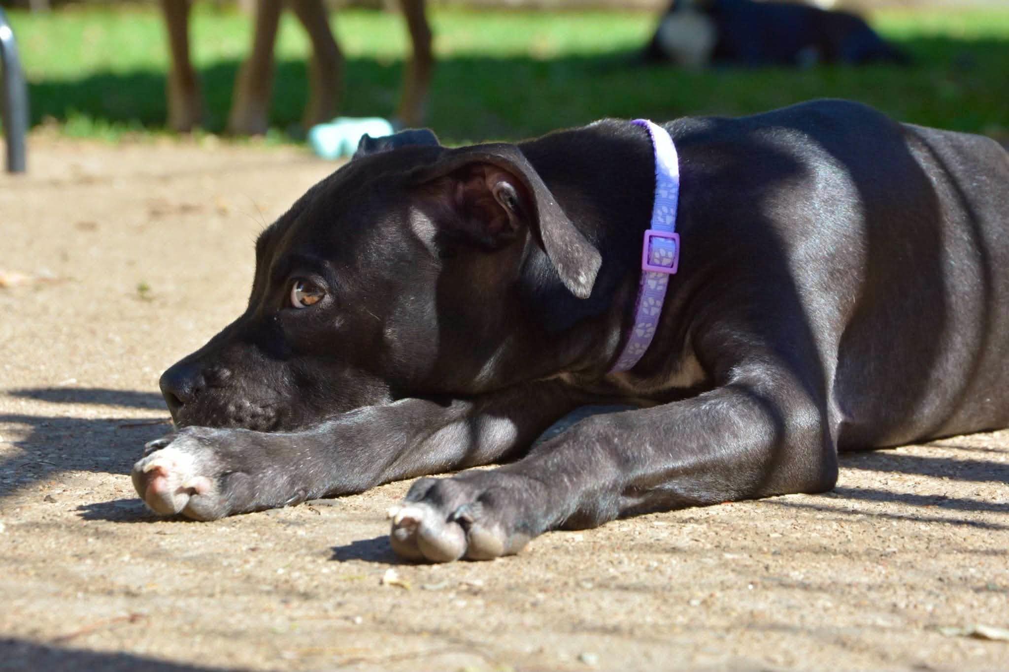 Enlarge Louise, a Adoptable Mixed Breed in Beloit, WI image 4/5