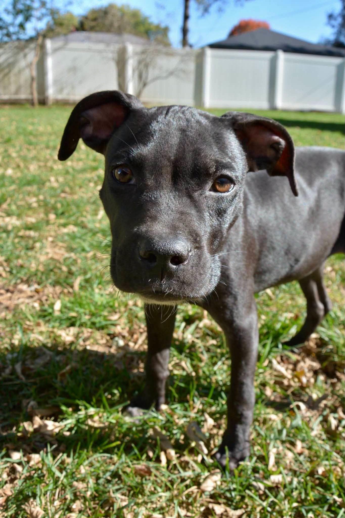Enlarge Louise, a Adoptable Mixed Breed in Beloit, WI image 3/5