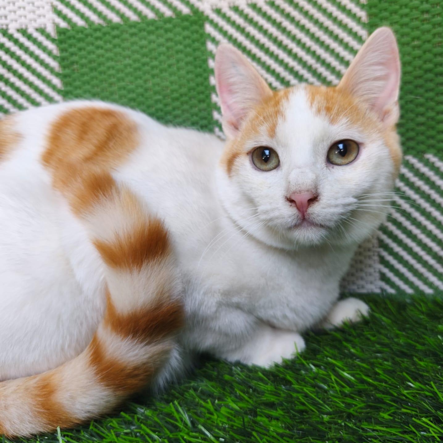 Enlarge Teddy, a ADOPTABLE Domestic Short Hair in San Diego, CA image 5/6