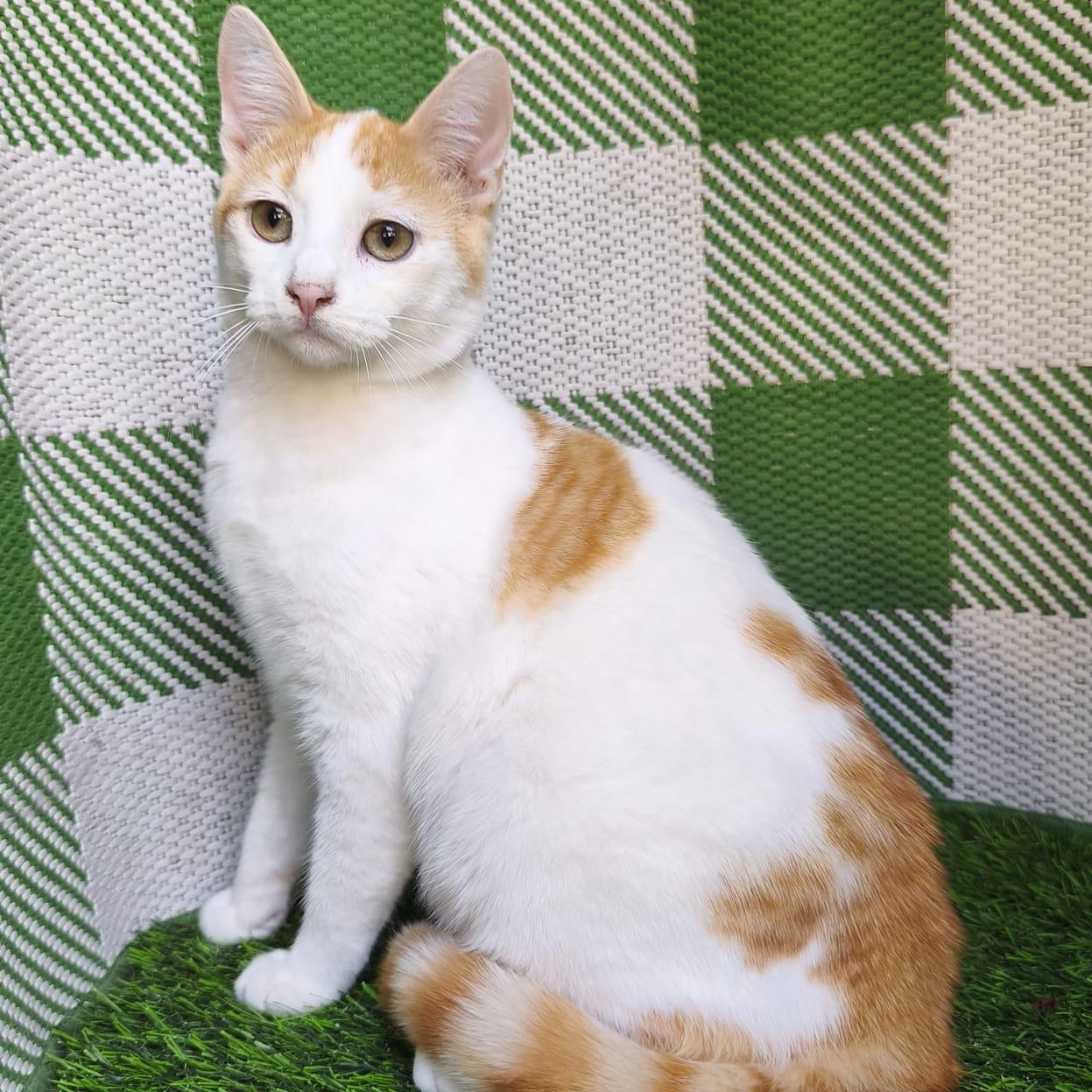 Enlarge Teddy, a ADOPTABLE Domestic Short Hair in San Diego, CA image 6/6