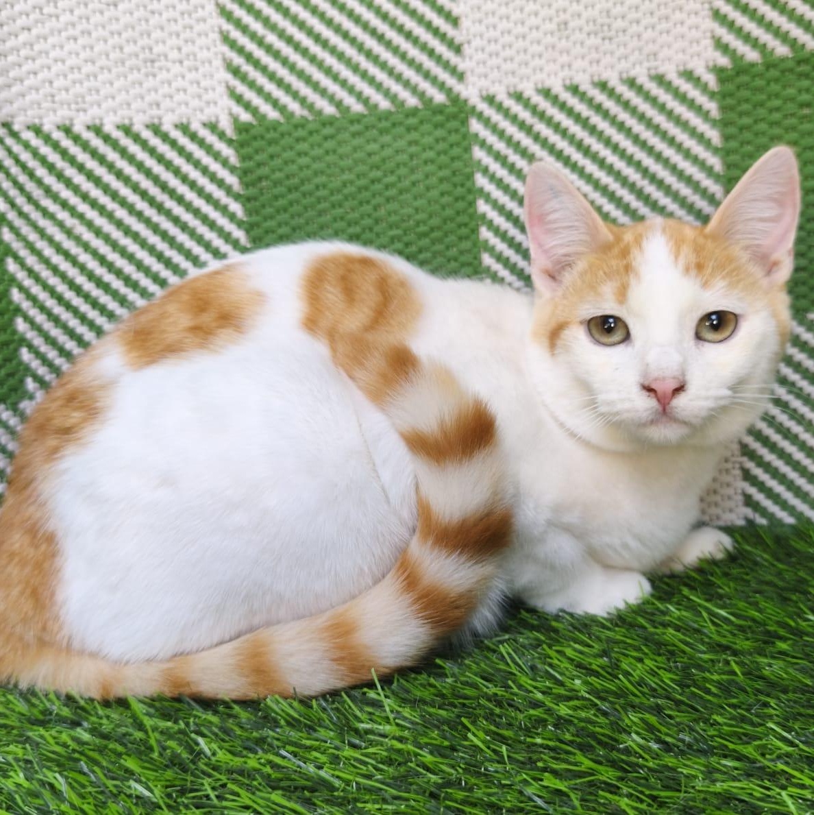 Enlarge Teddy, a ADOPTABLE Domestic Short Hair in San Diego, CA image 4/6