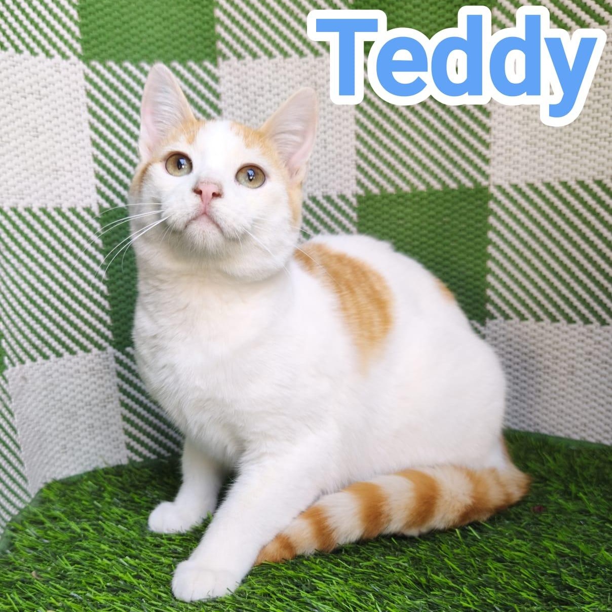 Teddy, ADOPTABLE, Kitten Male Domestic Short Hair.