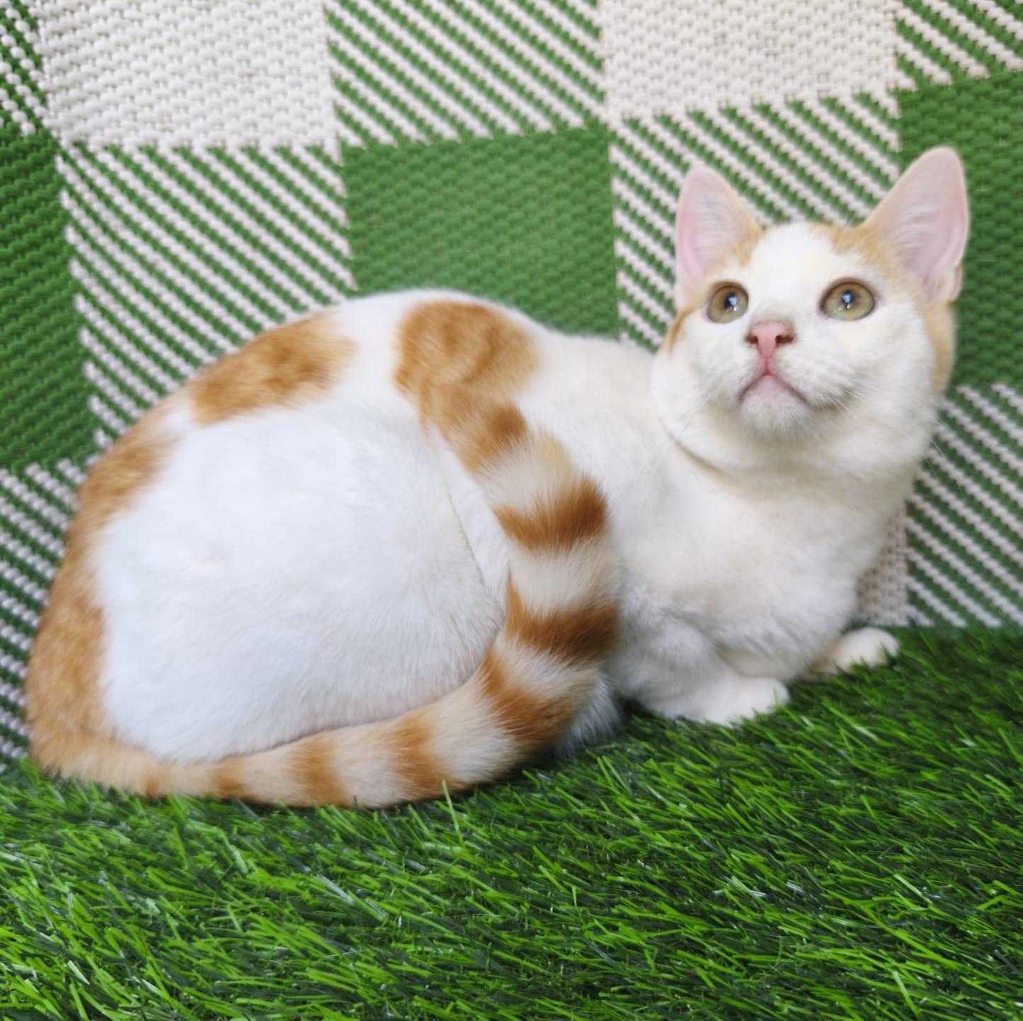 Enlarge Teddy, a ADOPTABLE Domestic Short Hair in San Diego, CA image 3/6