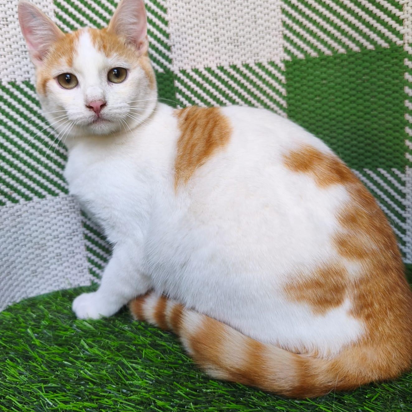 Enlarge Teddy, a ADOPTABLE Domestic Short Hair in San Diego, CA image 2/6