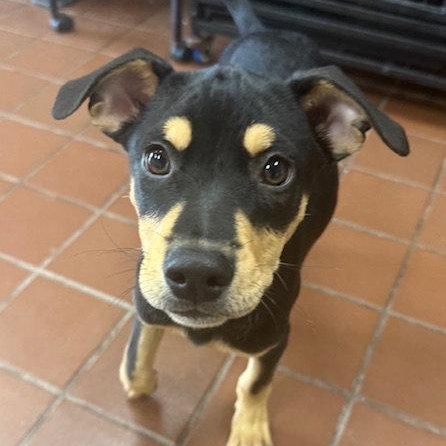 Cano, a Adoptable mixed breed in Lake Hopatcong, NJ image 2/3