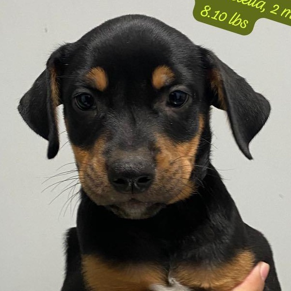 Cano, Adoptable, Puppy Male Shepherd & Labrador Retriever.