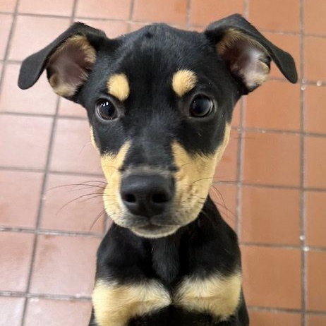 Cano, a Adoptable mixed breed in Lake Hopatcong, NJ image 3/3