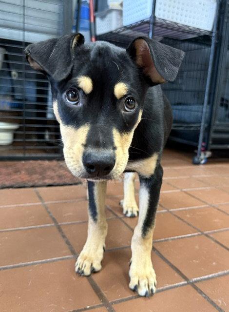 Cano, a Adoptable mixed breed in Lake Hopatcong, NJ image 1/3