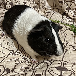 Enlarge Scobby, a Adoptable Guinea Pig in Claymont, DE image 1/1