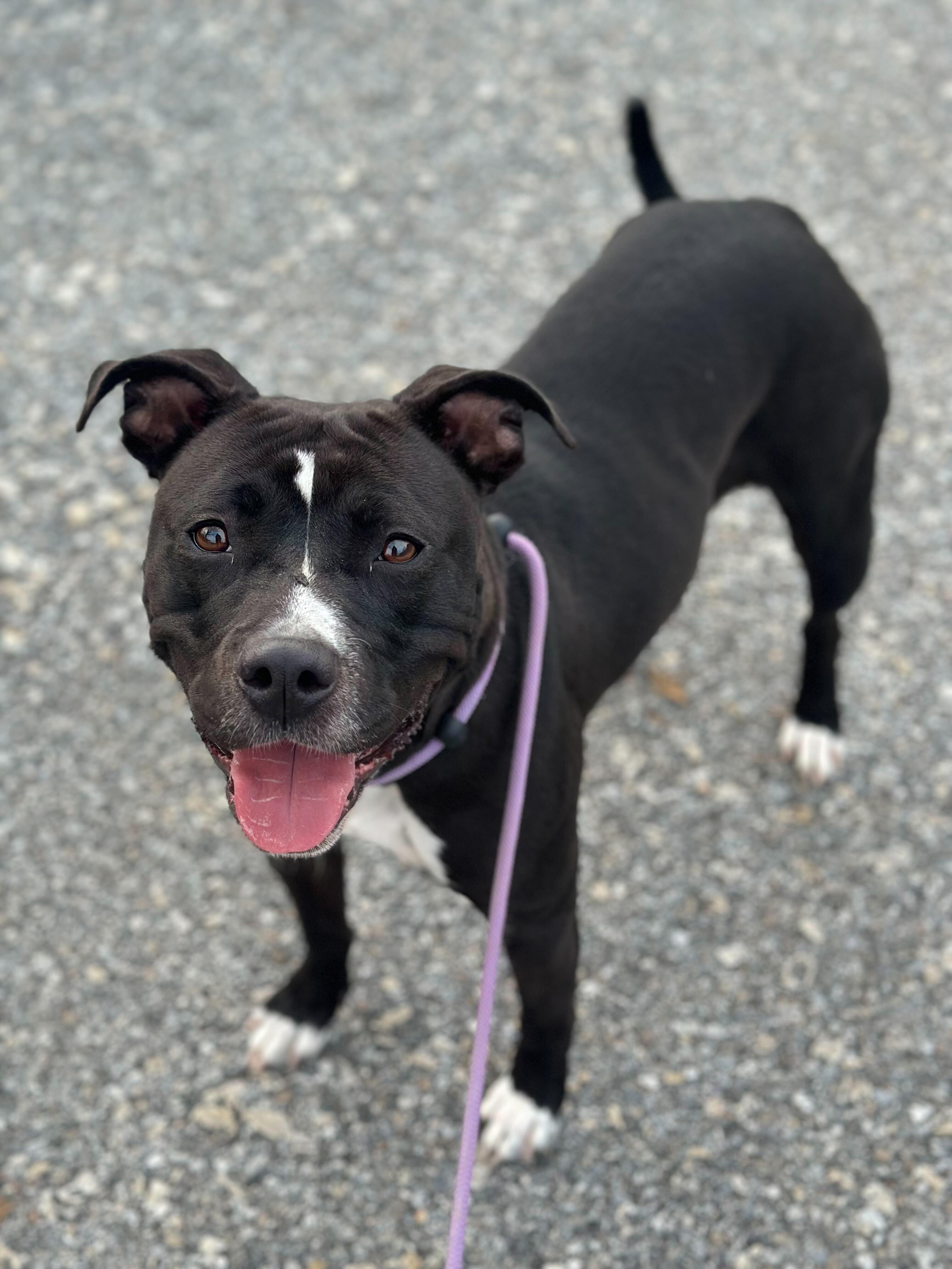 Roka, a Adoptable Staffordshire Bull Terrier in Conshohocken, PA image 2/5