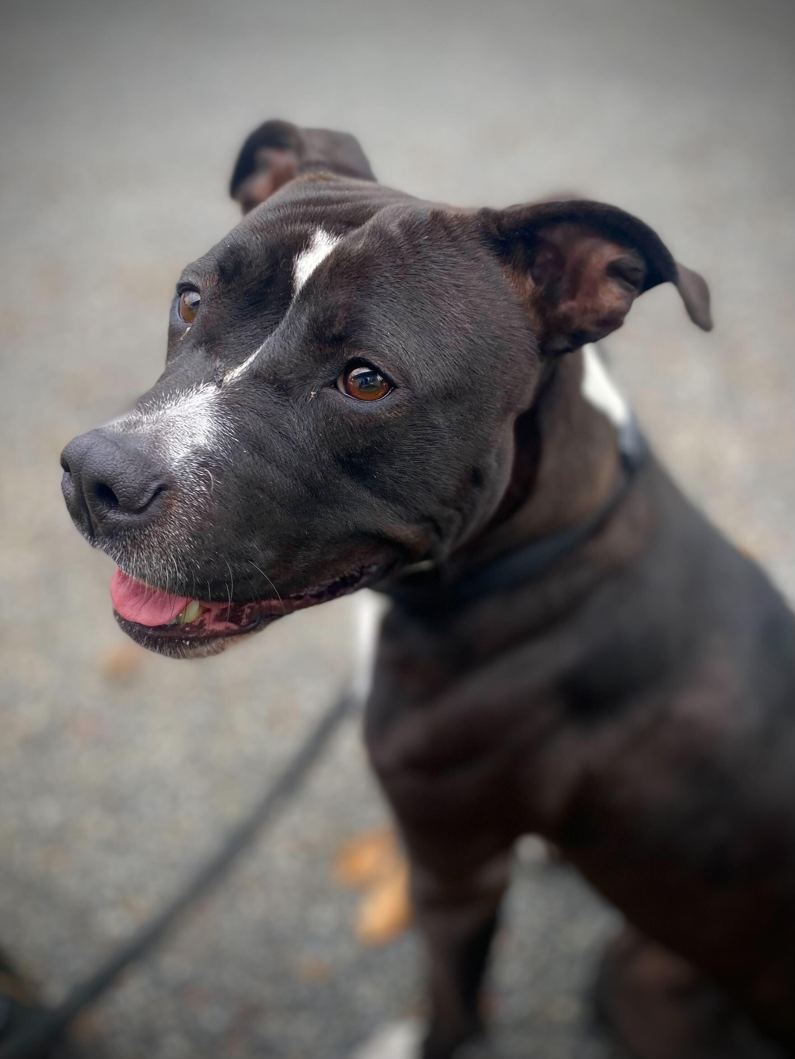Roka, a Adoptable Staffordshire Bull Terrier in Conshohocken, PA image 5/5