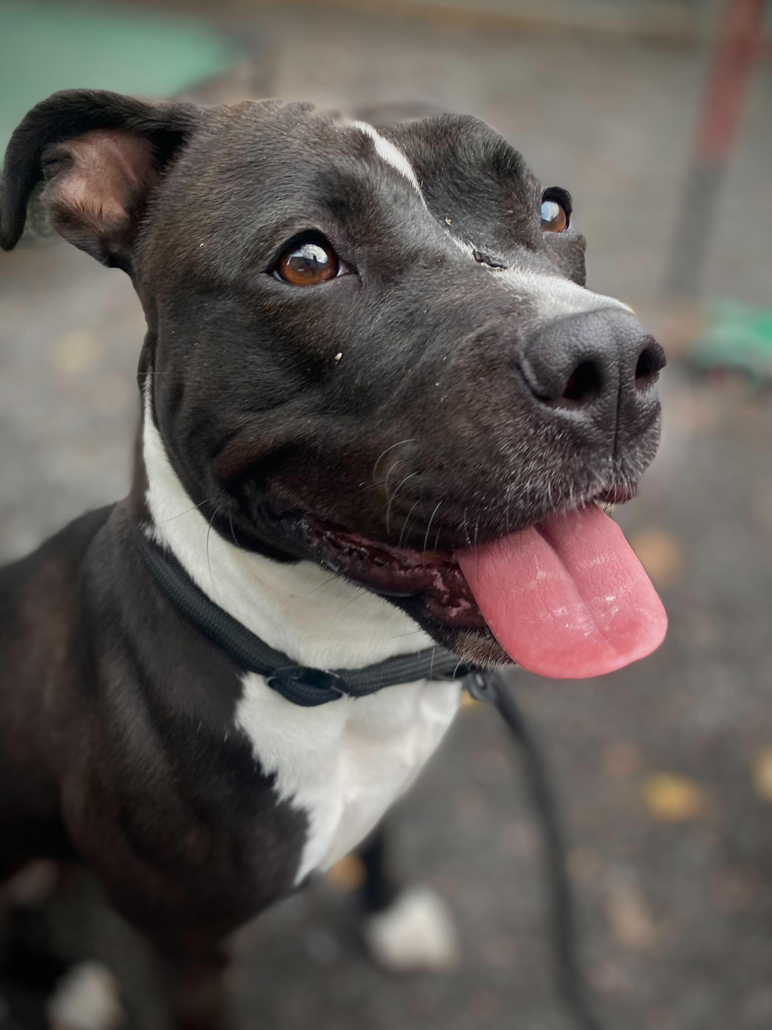 Roka, a Adoptable Staffordshire Bull Terrier in Conshohocken, PA image 1/5
