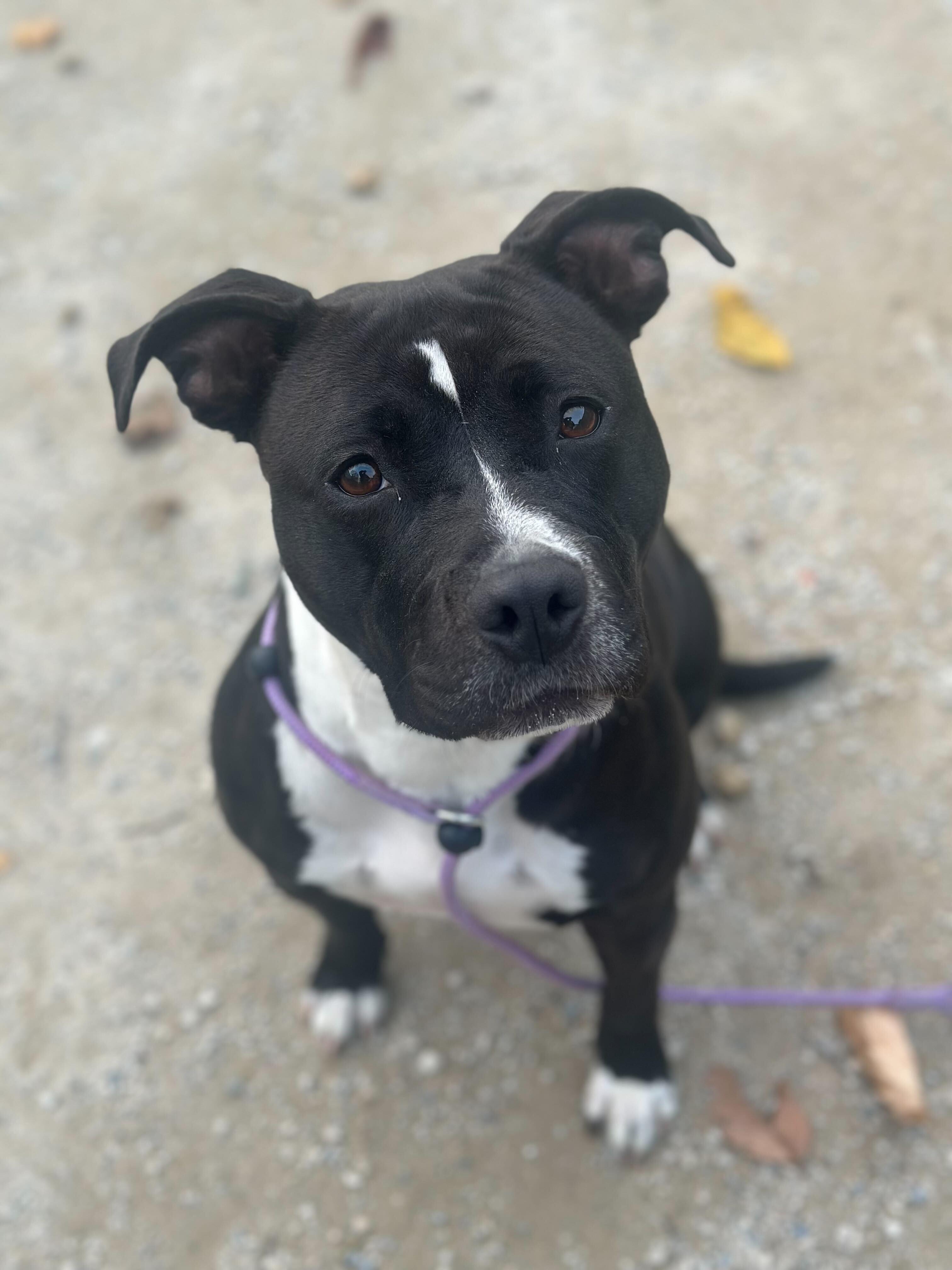 Roka, a Adoptable Staffordshire Bull Terrier in Conshohocken, PA image 3/5