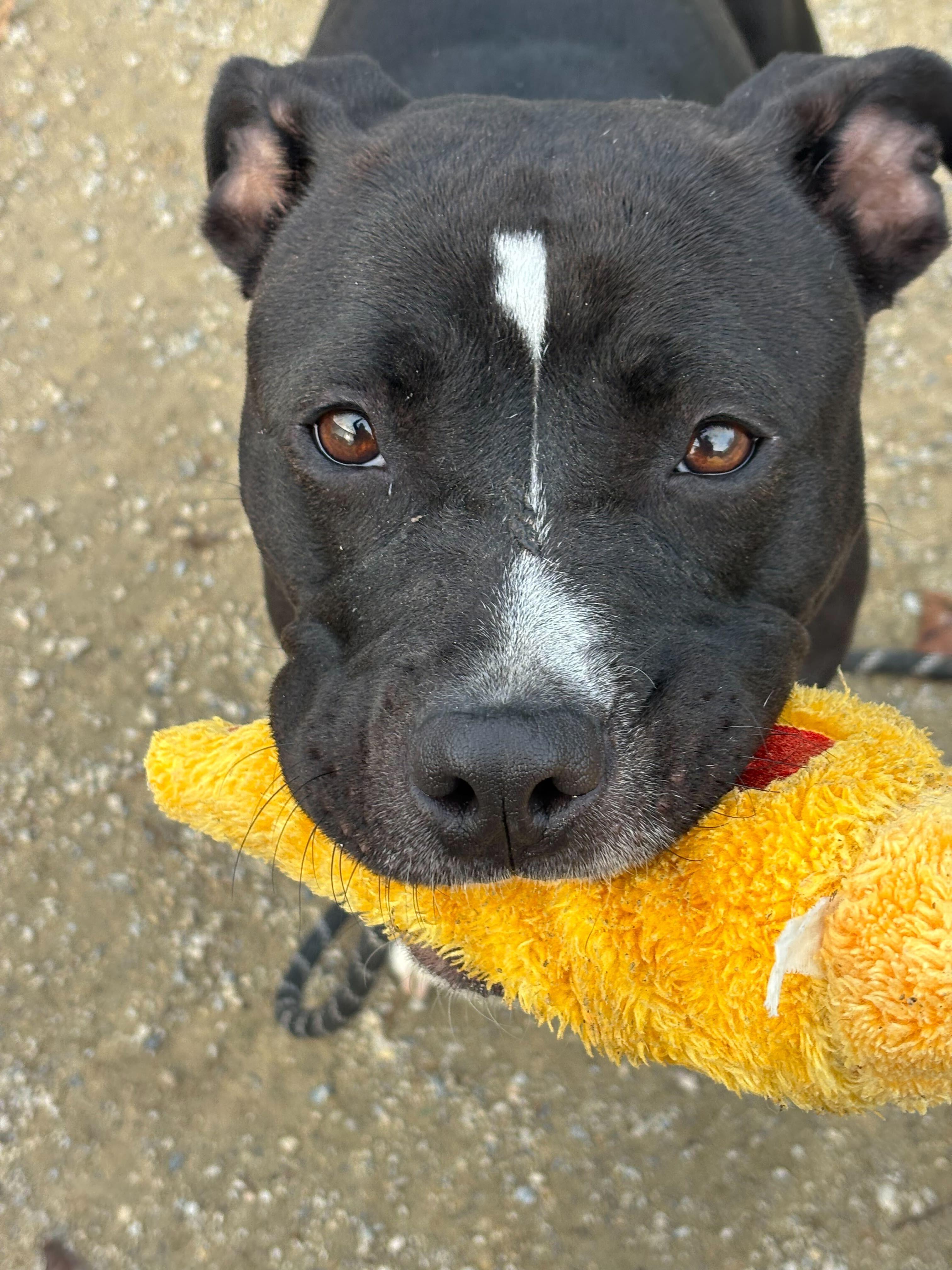 Roka, a Adoptable Staffordshire Bull Terrier in Conshohocken, PA image 4/5