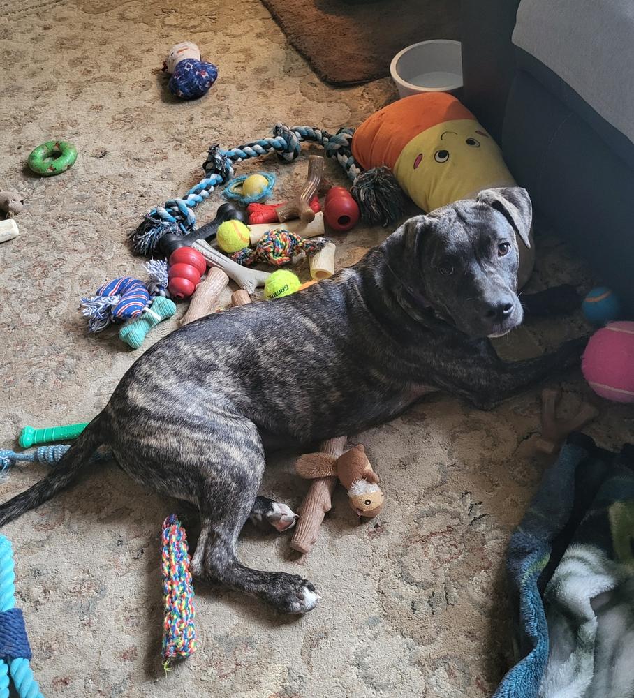 Enlarge Hercules, a Adoptable mixed breed in Youngsville, NC image 1/6