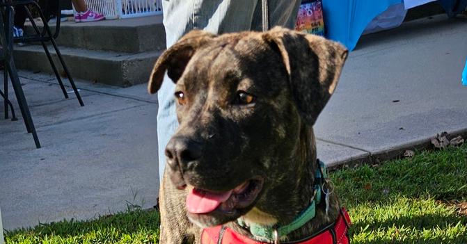 Enlarge Hercules, a Adoptable mixed breed in Youngsville, NC image 2/6