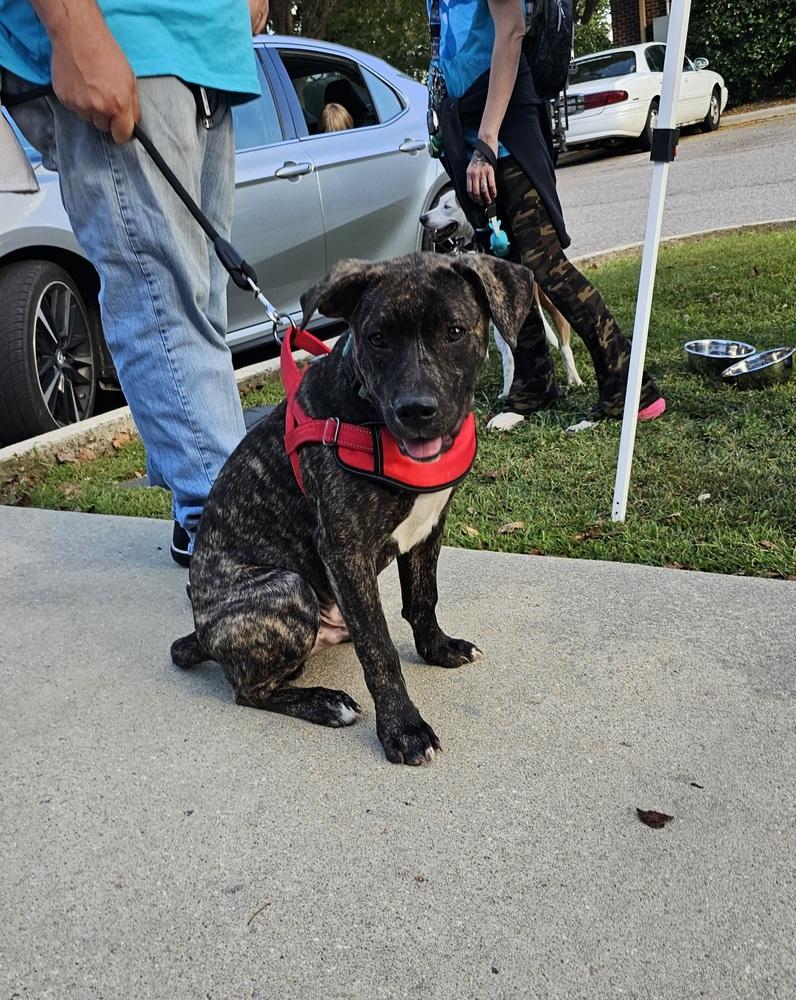 Enlarge Hercules, a Adoptable mixed breed in Youngsville, NC image 5/6