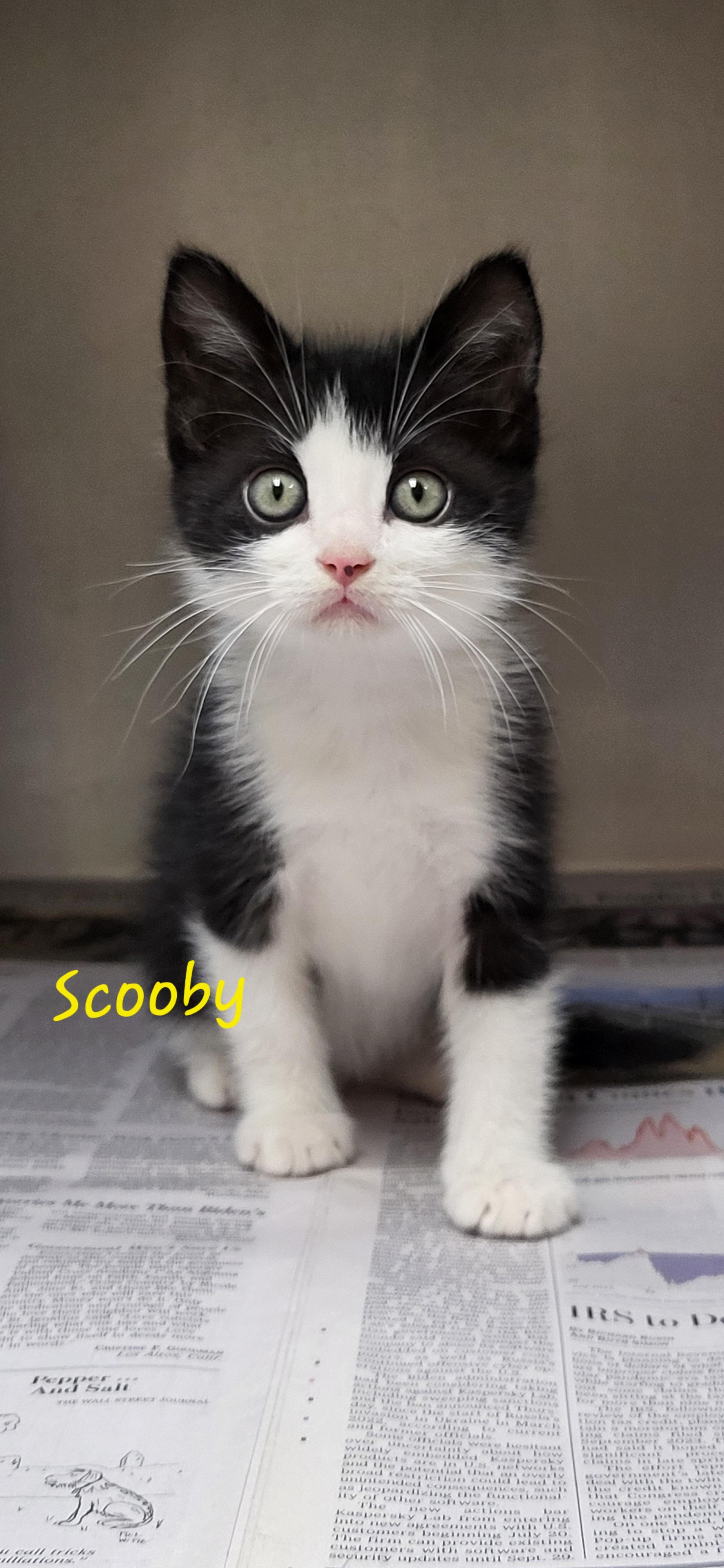 Enlarge Scooby, an adopted Domestic Short Hair in Meridian , MS image 1/1