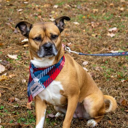 Miriam, Adoptable, Adult Female Mixed Breed & Mixed Breed.