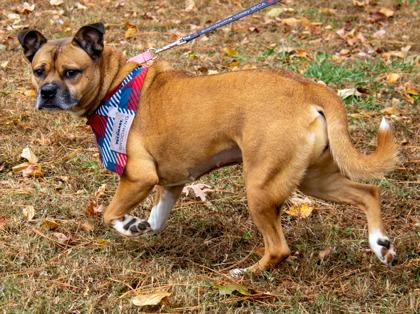 Miriam, Adoptable, Adult Female Mixed Breed & Mixed Breed.