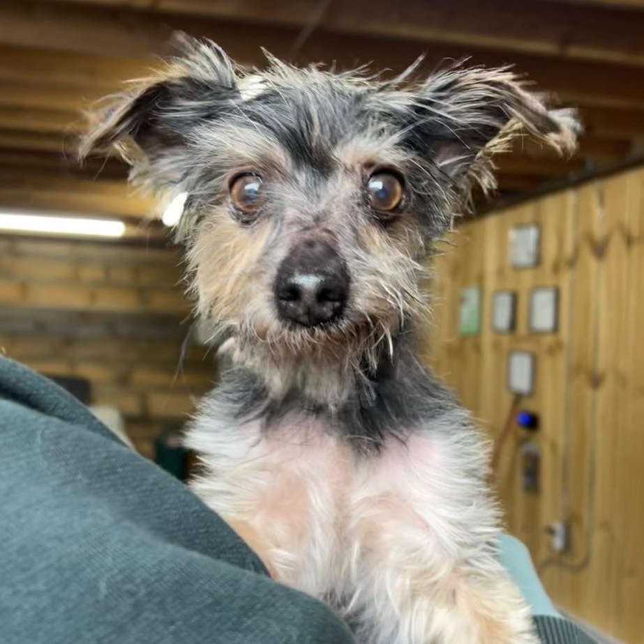 Enlarge Jaq , a ADOPTABLE Yorkshire Terrier in Lisle, ON image 2/3