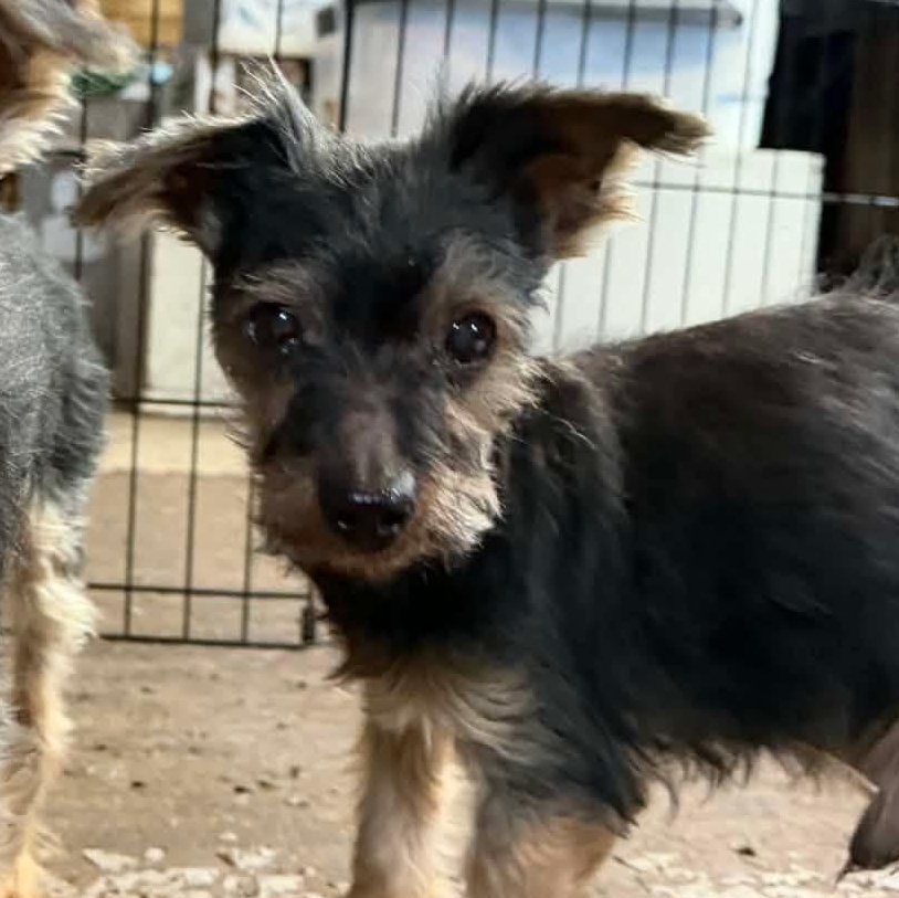 Enlarge Jaq , a ADOPTABLE Yorkshire Terrier in Lisle, ON image 3/3