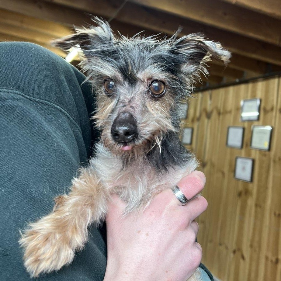 Jaq , ADOPTABLE, Senior Male Yorkshire Terrier.