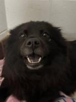 Minnie Driver, Adopted, Adult Female Chow Chow.