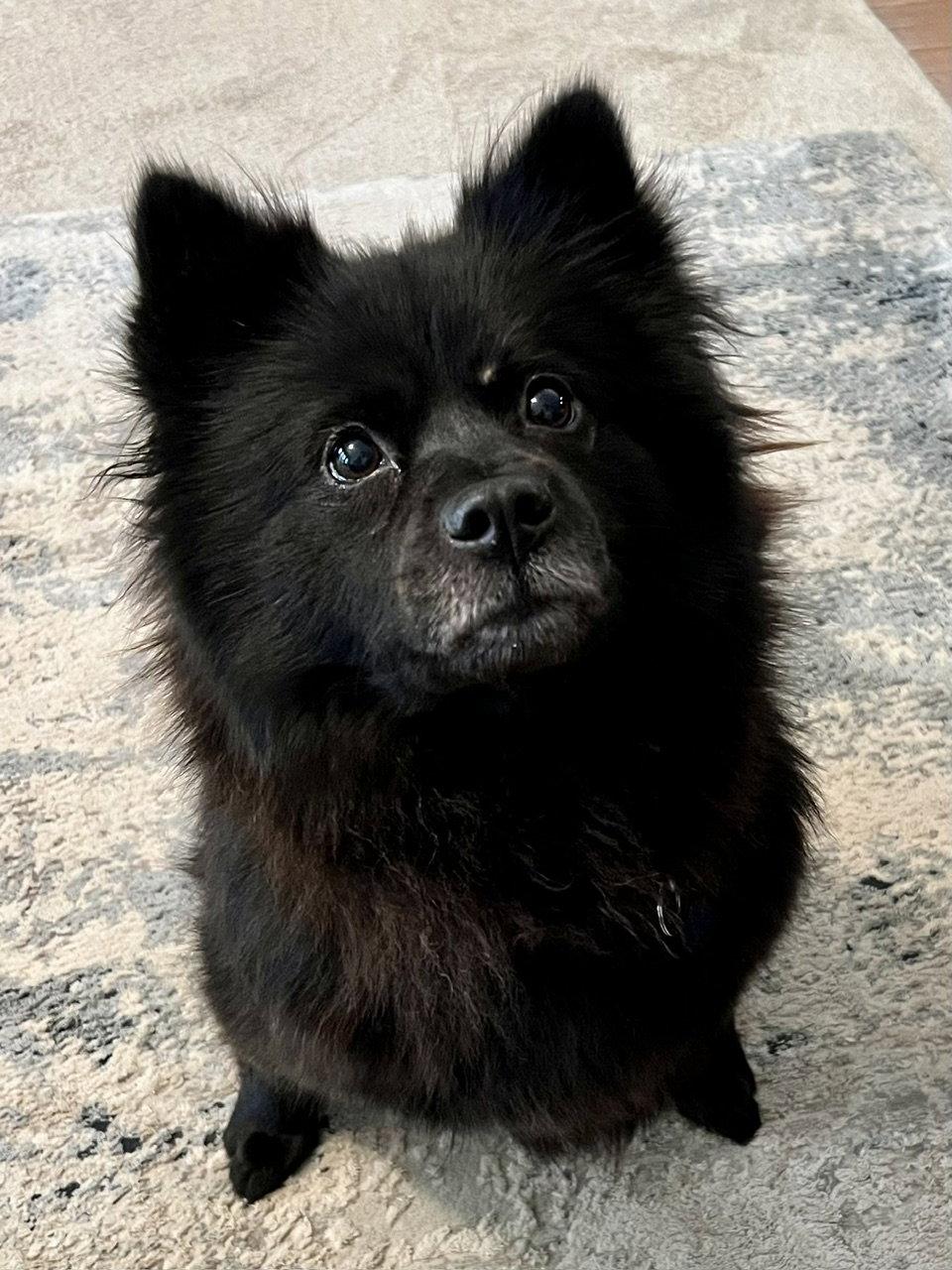 Minnie Driver, a Adopted Chow Chow in Alpharetta, GA image 2/3