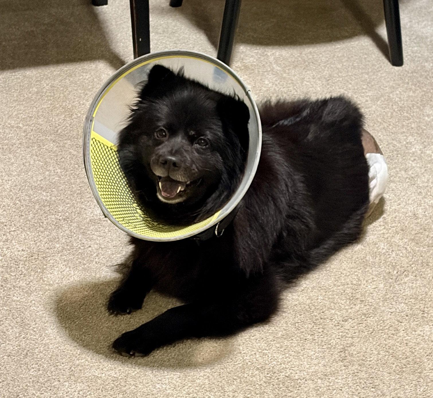 Minnie Driver, a Adopted Chow Chow in Alpharetta, GA image 3/3