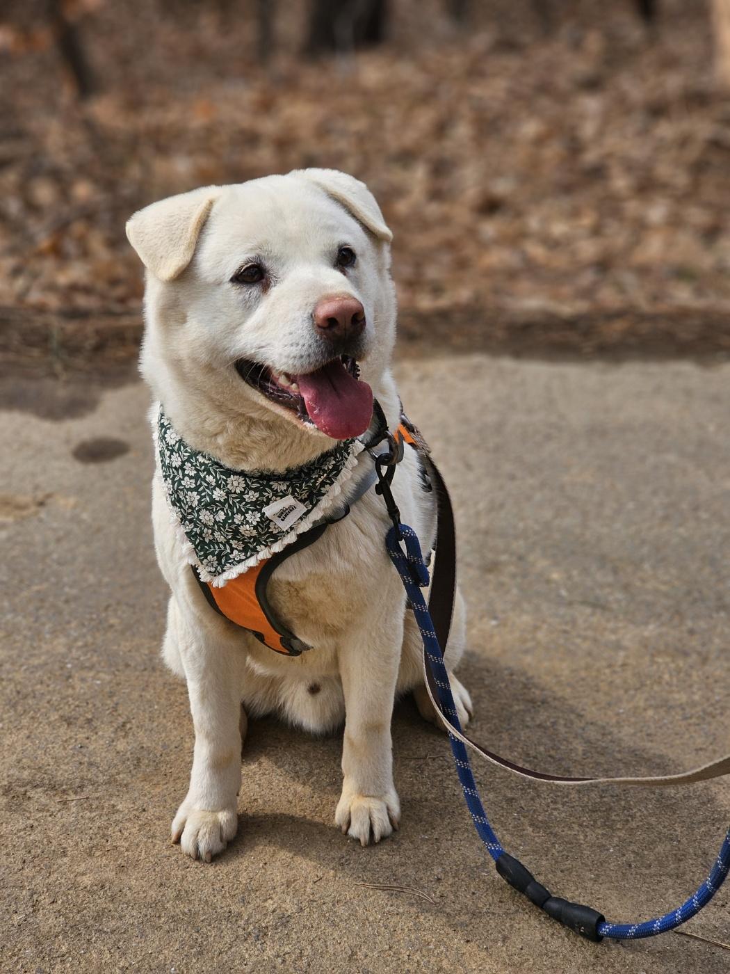 Polar Bear, an adoptable Labrador Retriever, Jindo in Duluth, GA, 30097 | Photo Image 1