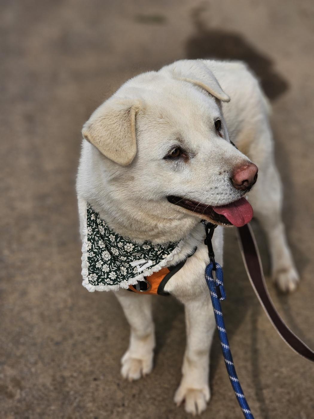 Polar Bear, an adoptable Labrador Retriever, Jindo in Duluth, GA, 30097 | Photo Image 4