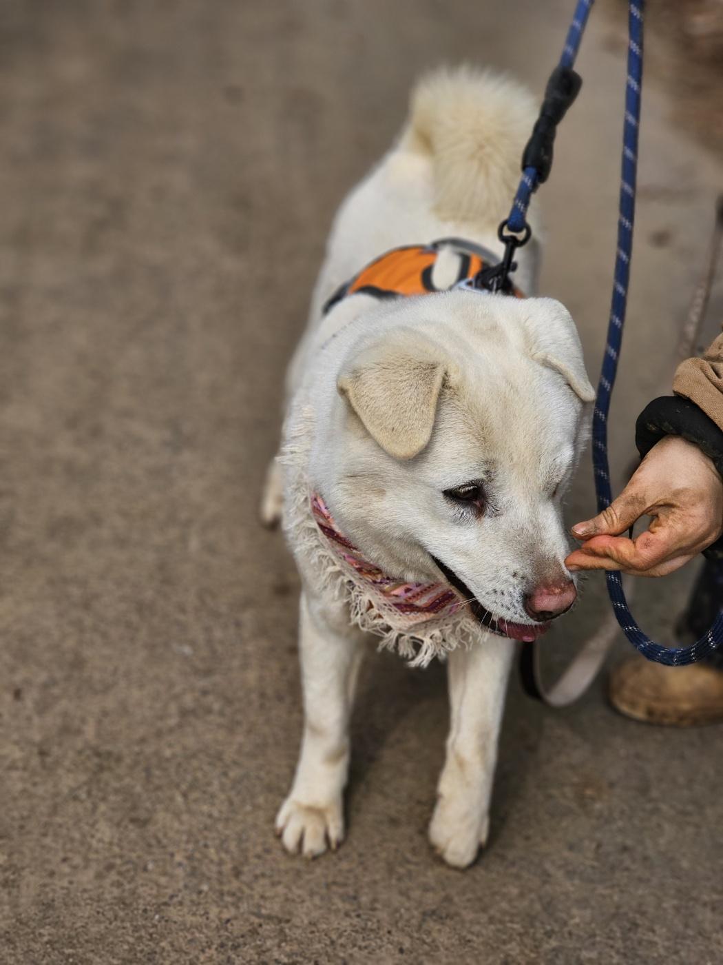 Polar Bear, an adoptable Labrador Retriever, Jindo in Duluth, GA, 30097 | Photo Image 5