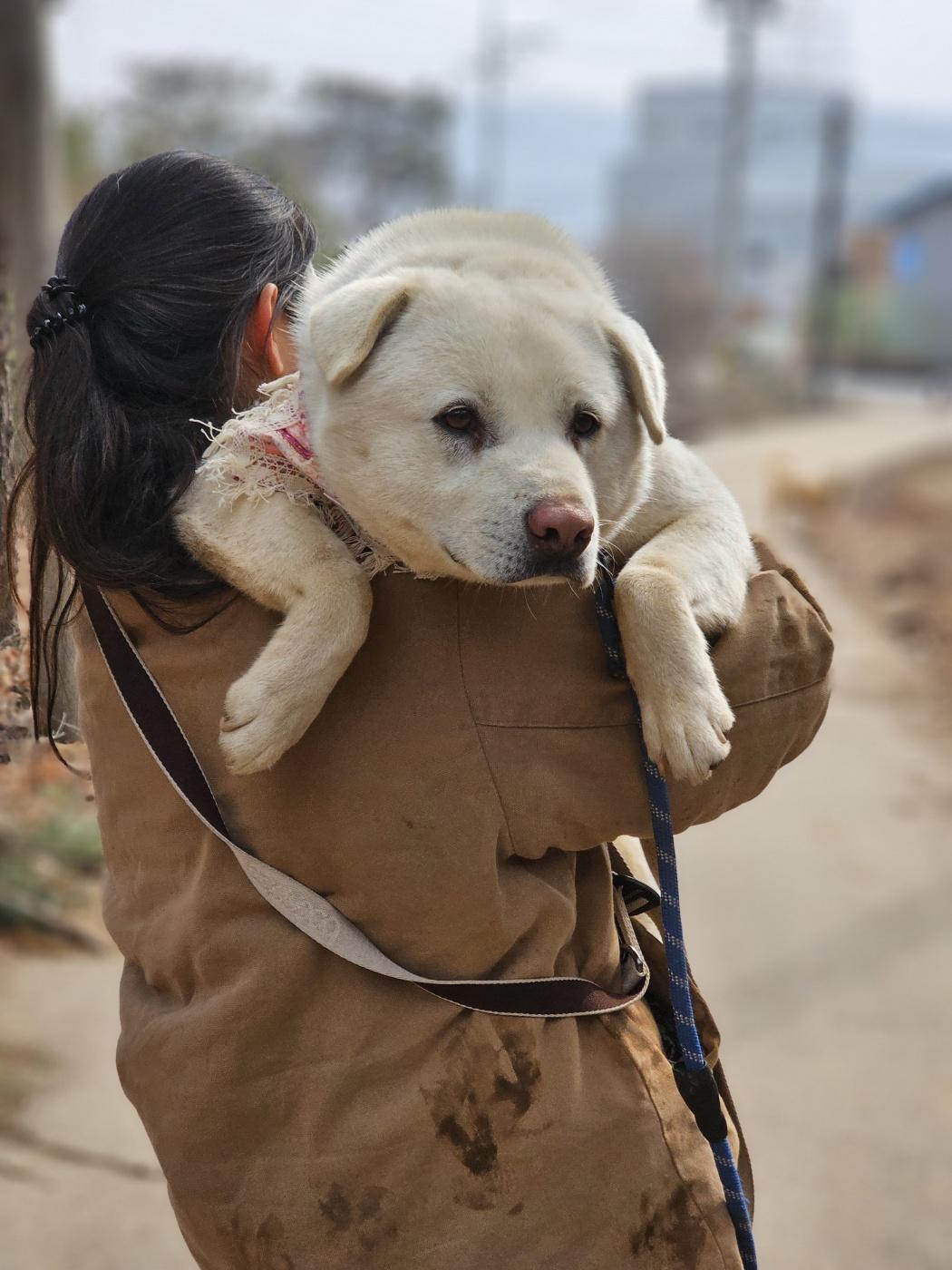 Polar Bear, an adoptable Labrador Retriever, Jindo in Duluth, GA, 30097 | Photo Image 2